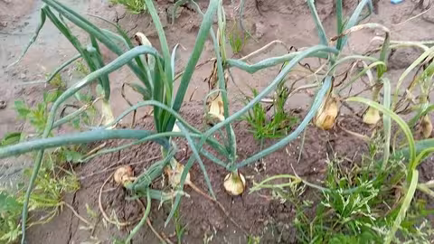 Cebollas afectadas por el exceso de lluvia (Foto AVA-Asaja)
