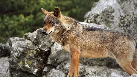 Lobo ib&eacute;rico (Foto Fundaci&oacute;n Artemisan)