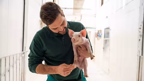 Ganadero con un lech&oacute;n en una granja de madres (Foto Valls Companys)
