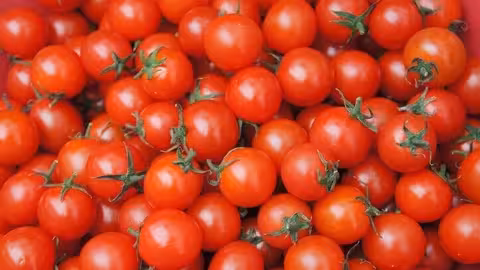 Tomates (Foto Uni&oacute;n de Uniones) Archivo