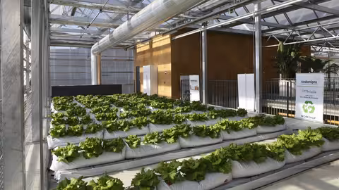 Cultivos para el proyecto Sostenipra (Foto Universidad Aut&oacute;noma de Barcelona)