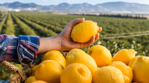 Limones Verna (Foto Joaqu&iacute;n Zamora/Ailimpo)