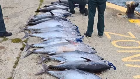 Atunes rojos pescados ilegalmente en Tarifa (C&aacute;diz) (Foto MAPA)