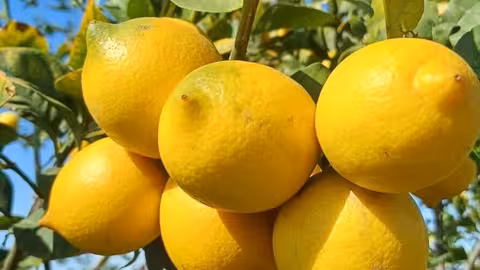 Lim&oacute;n Verna (Foto Asaja Alicante)