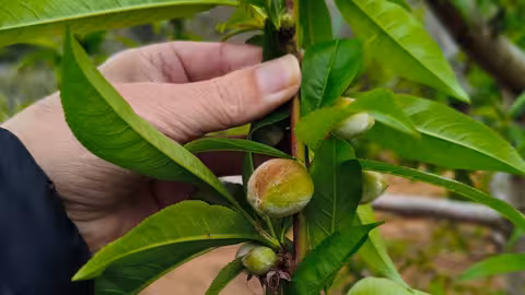 Fruta de hueso en &aacute;rbol (Foto AVA-Asaja)