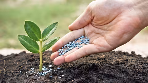 Fertilizaci&oacute;n Nitrogenada (Foto La Uni&oacute;)