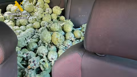 Operaci&oacute;n &lsquo;Alcancil&rsquo; contra el de alcachofas en el Campo de Cartagena (Foto Agrodiario)