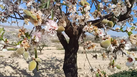 Almendros en flor en la provincia de Alicante (Foto Asaja Alicante)
