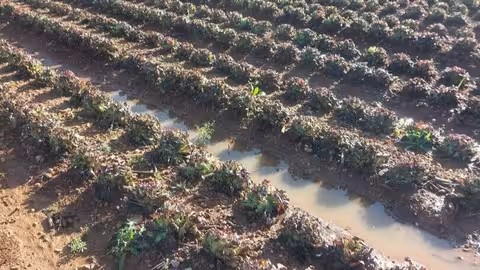 Cultivo de hortalizas afectado por la DANA (Foto La Uni&oacute;)