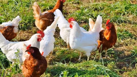 Gallinas criadas en el suelo (Foto Asaja)