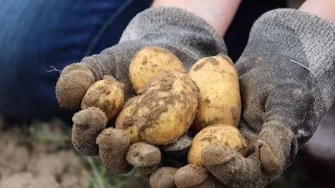 Agricultor con patatas en sus manos (Foto Uni&oacute;n de Uniones)