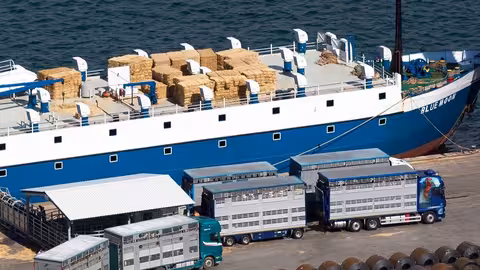 Exportaci&oacute;n de ganado vivo en el Puerto de Cartagena (Foto APC)