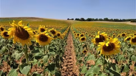 Cultivo de girasol (Foto Asociaci&oacute;n Espa&ntilde;ola del Girasol AEG)