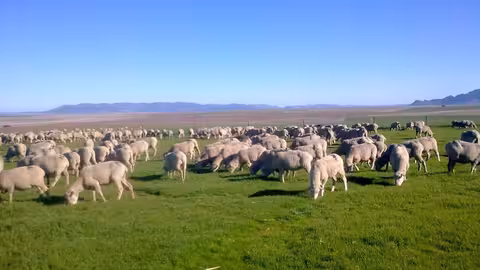 Reba&ntilde;o pastando en su medio natural (Foto Asociaci&oacute;n Nacional de Criadores de Ganado Merino/MAPA)
