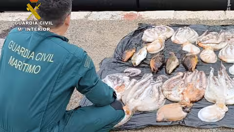 Captura  de ejemplares de pulpo inmaduro (Foto Guardia Civil)