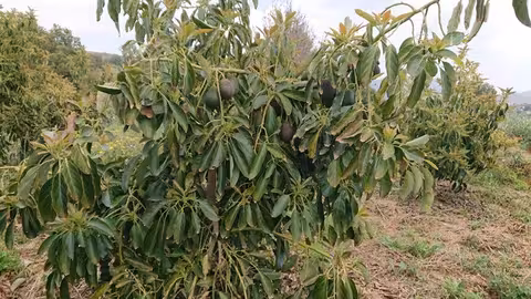 &Aacute;rbol de aguacate (Foto La Uni&oacute; Llauradora)