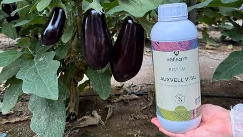 Auxvell Vital (Foto Vellsam Materias Bioactivas)