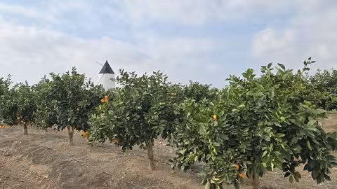 Uno de los campos de cultivo en los que se est&aacute;n testando los sistemas de regad&iacute;o del proyecto Life Triplet (Foto CARM)