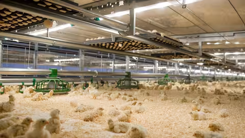 Granja av&iacute;cola de pollos (Foto Asaja Ja&eacute;n)
