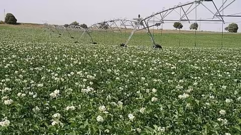 Cultivo de patata (Foto Fepex)