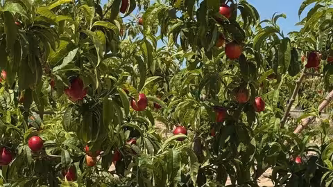Fruta de hueso ecol&oacute;gica (Foto To&ntilde;ifruit/Bio Lobrot S. Coop)