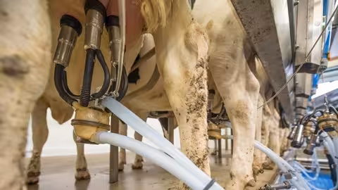 Orde&ntilde;o de vacas en una granja lechera (Foto Uni&oacute;n de Uniones)