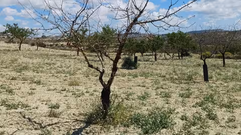 Almendro muerto en el entorno del Parque Natural de la Sierra de Escalona, en Orihuela (Foto Asaja Alicante)