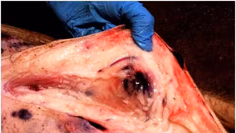 Hematoma y necrosis en tejidos subcut&aacute;neos por peste porcina africana (Foto Mapama) Archivo