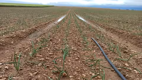 Da&ntilde;os por granizo en el paraje del Cambr&oacute;n (Foto Ayto de Daimiel)