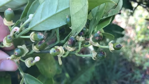 Da&ntilde;os por pedrisco en floraci&oacute;n en comarca de la Vall d&rsquo;Albaida (Foto La Uni&oacute;)