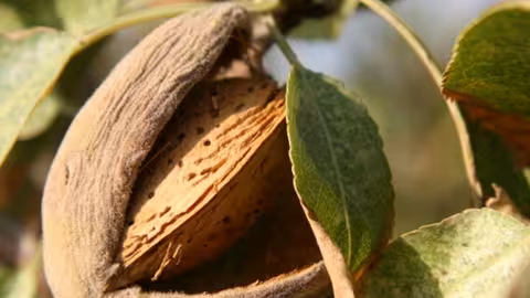 Almendra (Foto MAPA)