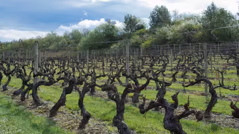 Vi&ntilde;edo (Foto MAPA)
