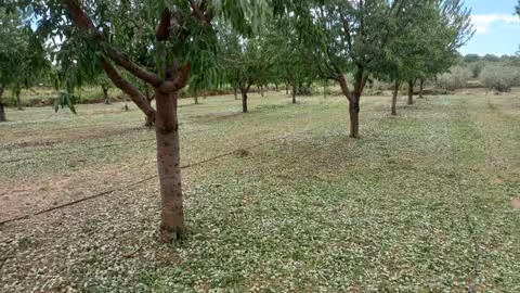Da&ntilde;os por granizo en arbolado (Foto AVA Asaja)