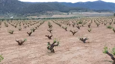 Da&ntilde;os en vi&ntilde;edo despu&eacute;s del granizo (Foto DOP Jumilla)