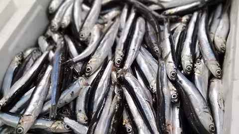 Capturas de anchoa (Foto MAPA)