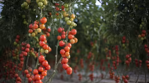 Cultivo de tomates cherry (Foto UAL) Archivo