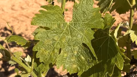 Hoja de vid afectada por mildium (Foto Consejo Regulador de la DOP Condado de Huelva)