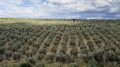 Olivar (Foto Citoliva)