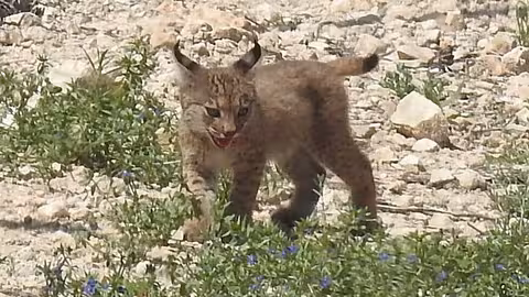 Uno de los dos primeros cachorros de lince ib&eacute;rico nacidos en la Regi&oacute;n de Murcia (Foto CARM)