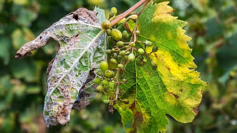 Plaga de mildiu en vi&ntilde;a (Foto Cooperativas AgroAlimentarias Andaluc&iacute;a)