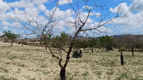 Almendro muerto por la sequ&iacute;a en Torremendo, Orihuela (Foto Asaja Alicante)