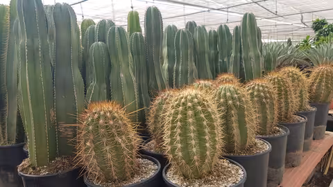 Cultivo de cactus (Foto Plantaespa&ntilde;a)
