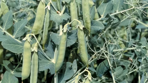 Cultivo de guisante (Foto BASF)