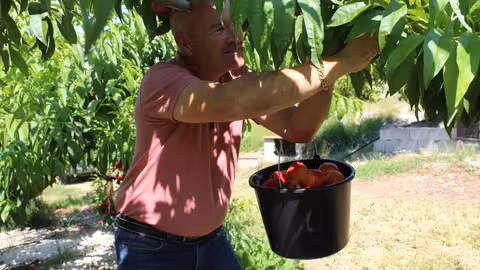 Recolecci&oacute;n de fruta de verano (Foto La Uni&oacute;)