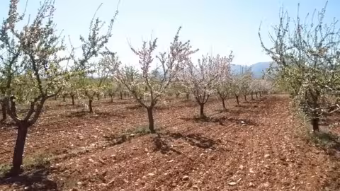 Cultivo de almendros (Foto Asaja Granada)