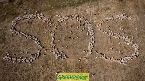 Ovejas forman SOS por el sistema alimentario en el D&iacute;a del Medioambiente 2025 (Foto Greenpeace)