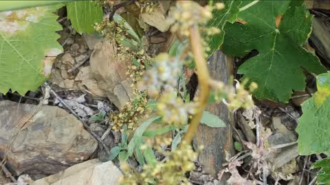 Vi&ntilde;edo afectado por mildiu (Foto Consejo Regulador de las DDOO M&aacute;laga)