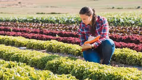Una mujer analiza una plantaci&oacute;n de lechugas (Foto Junta de Andaluc&iacute;a)