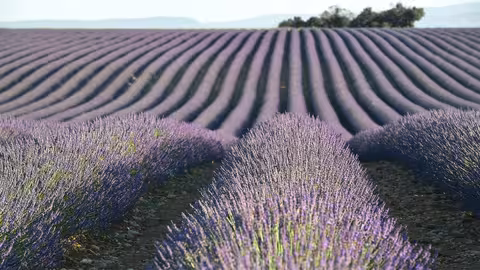 Cultivo de lavanda (Instituto IIE)