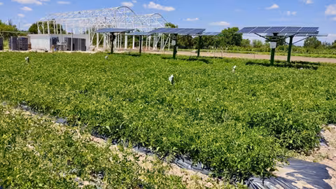 Reutilizaci&oacute;n de paneles solares en cultivos hort&iacute;colas (Foto UPM)